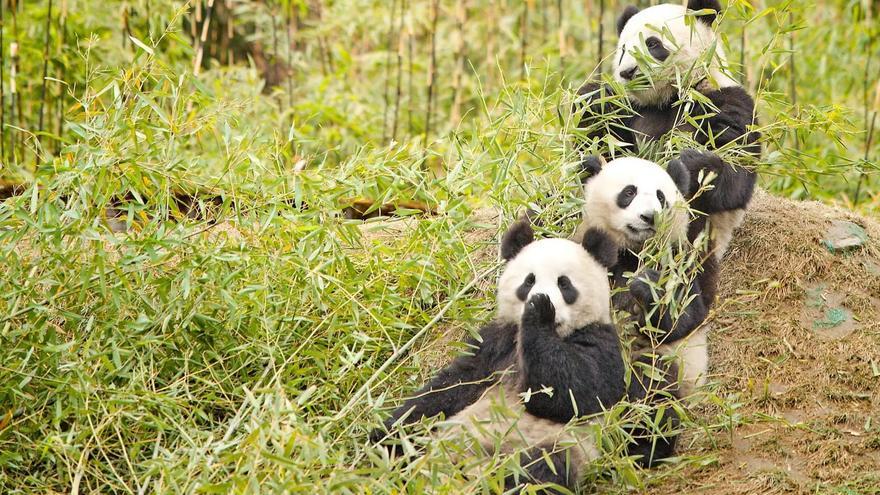 El famoso panda de internet cumple 16 años