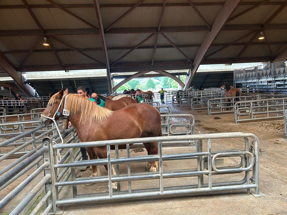 EN IMÁGENES: Concurso de Ganado Equino de la Montaña Asturiana en Pola de Siero EN IMÁGENES: Concurso de Ganado Equino de la Montaña Asturiana en Pola de Siero