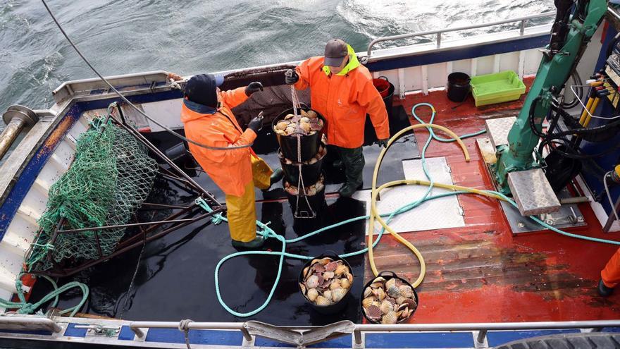 El mal tiempo en el mar empaña el primer día de extracción de vieira en la ría de Arousa