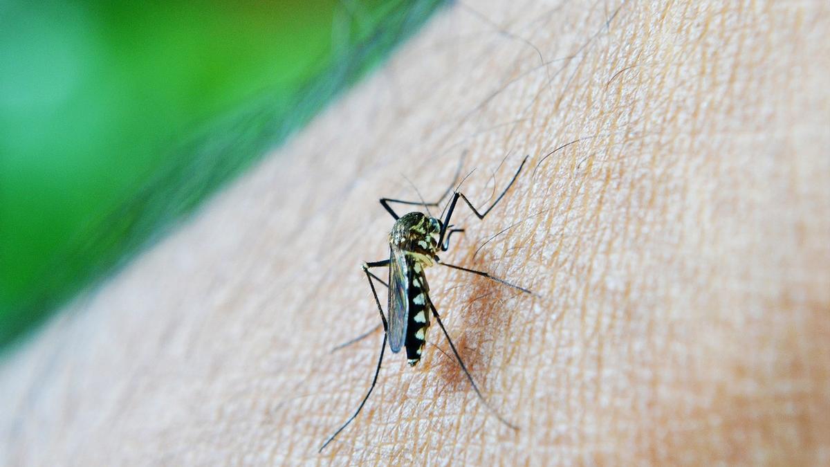 Las picaduras de mosquitos duran un par de días.