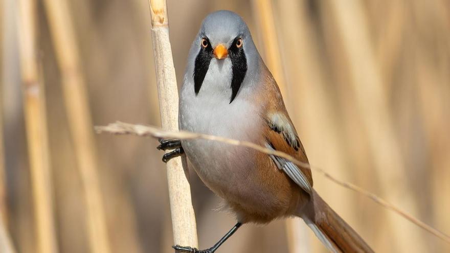 Así es el bigotudo, una curiosa ave con solo unos centenares de ejemplares en España