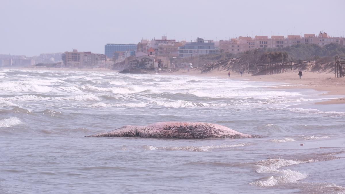 Aparece una ballena muerta en Guardamar