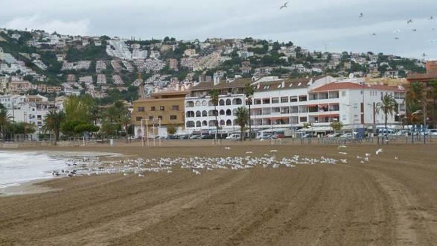 considerado un lugar destacado, Peñíscola acoge cada año a un gran número de aves procedentes de toda Europa Las playas de la localidad son dormideros de aves marinas f n. vernet Un grupo de aficionados ornitólogos disfrutan del espectáculo. f n. v.ernetMás aves marinas en Peñíscola f n. v.