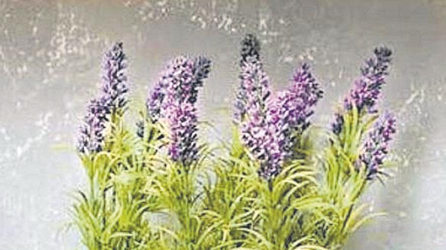 Lavanda