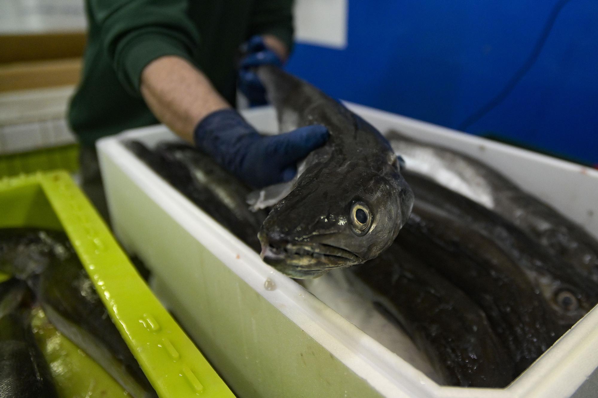 Hasta 40 toneladas de pescado se podrían perder en la lonja de A Coruña por la huelga