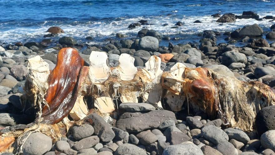 Cetáceo muerto en Telde