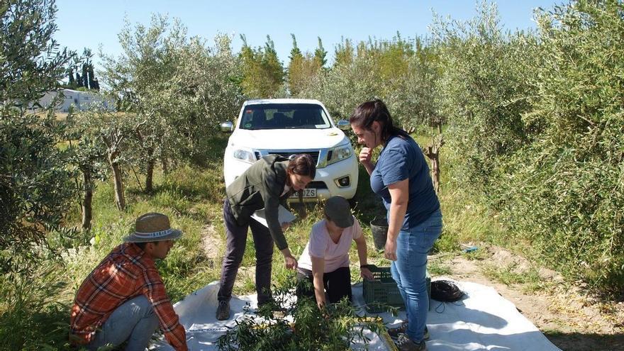 Arbosana frente a picual: investigadores de Córdoba revelan qué olivar es más eficiente contra el cambio climático