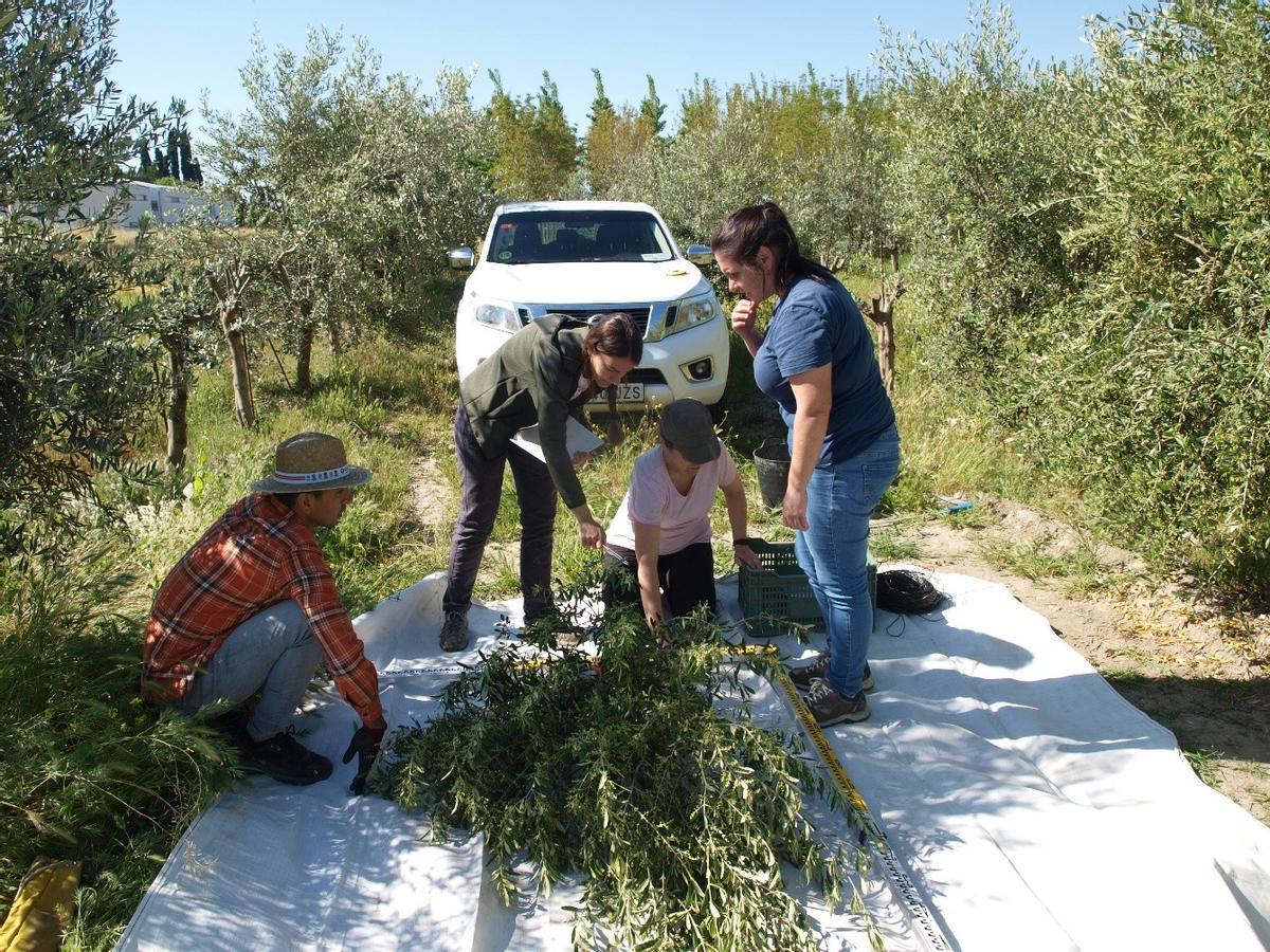 Investigadores estudian la biomasa y del secuestro de carbono de dos variedades de olivar.