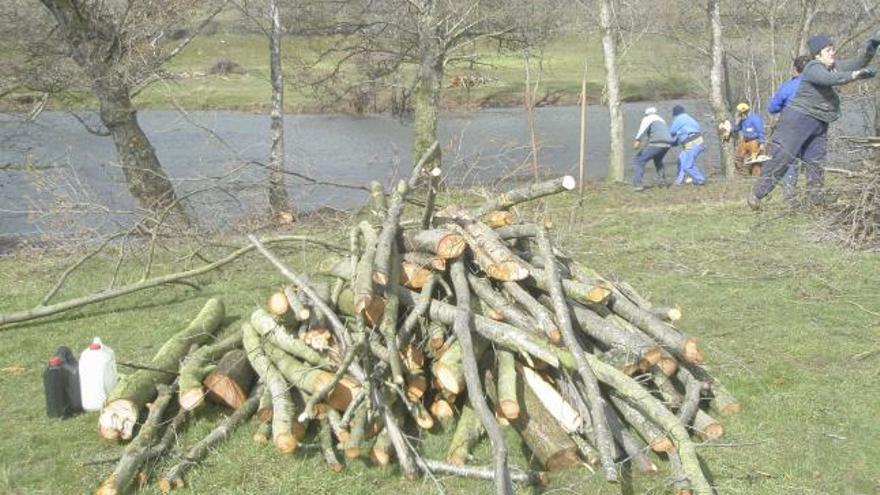 Un grupo de personas procede a la corta y limpieza de alisos en una ribera de la comarca de Aliste.