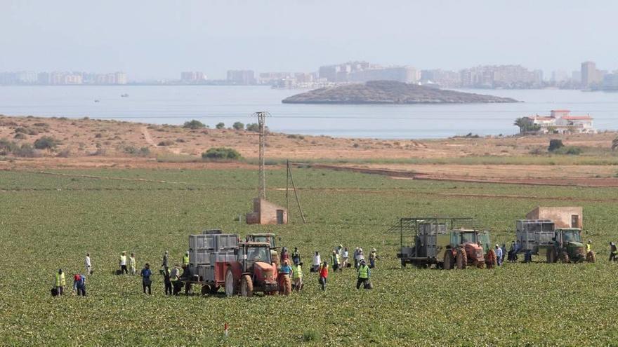 Trabajadores agrarios realizan las labores de recolección en una finca de la comarca del Campo de Cartagena, con la imagen del Mar Menor y La Manga de fondo.