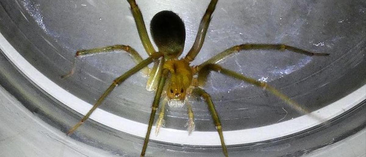 La araña que picó a una mujer en Ibiza.