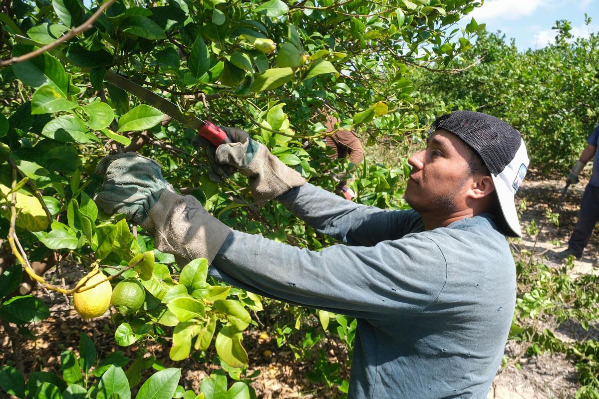 Poda de limoneros en una finca de la Vega Baja.