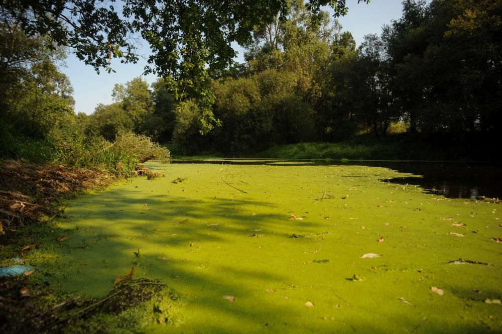 Un espectacular manto verde cubre todo el trazado del Umia