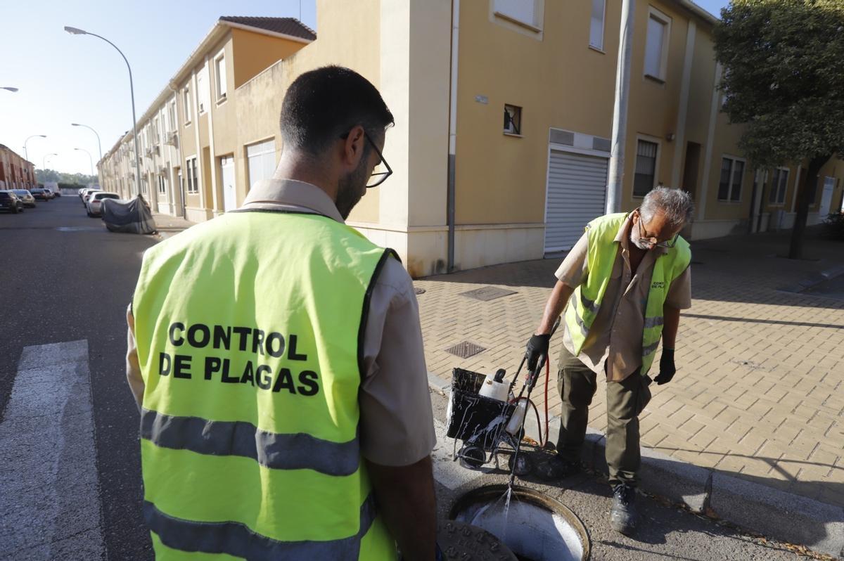 Operarios de Control de Plagas de Sadeco tratan la boca de una alcantarilla contra ratas y cucarachas, en una imagen de archivo. Operarios de Control de Plagas de Sadeco tratan la boca de una alcantarilla contra ratas y cucarachas, en una imagen de archivo.