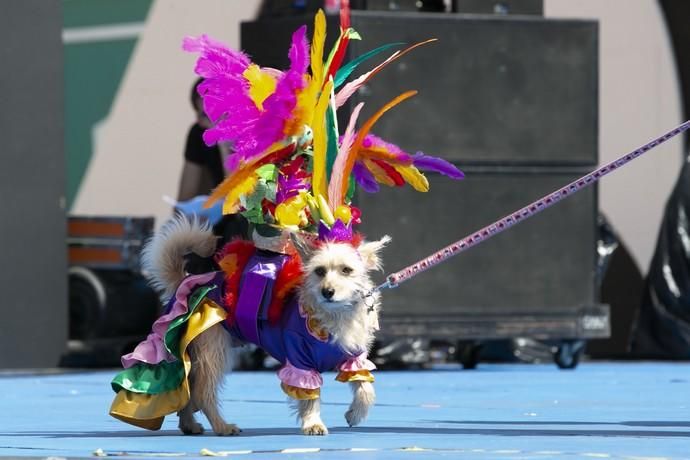 24.02.19. Las Palmas de Gran Canaria. Carnaval 2019. Concurso Carnaval Canino 2019. Antonio Ruiz Medina, presenta a Tirma, con la fantasía "Desde Río hasta aquí rumbeando vengo". Foto Quique Curbelo