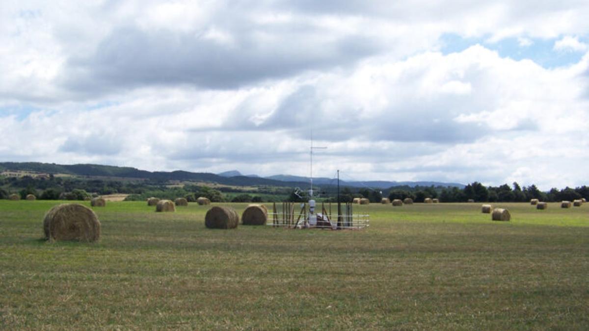 Los cultivos mixtos de cereales y leguminosas ayudan a mitigar el cambio climático.