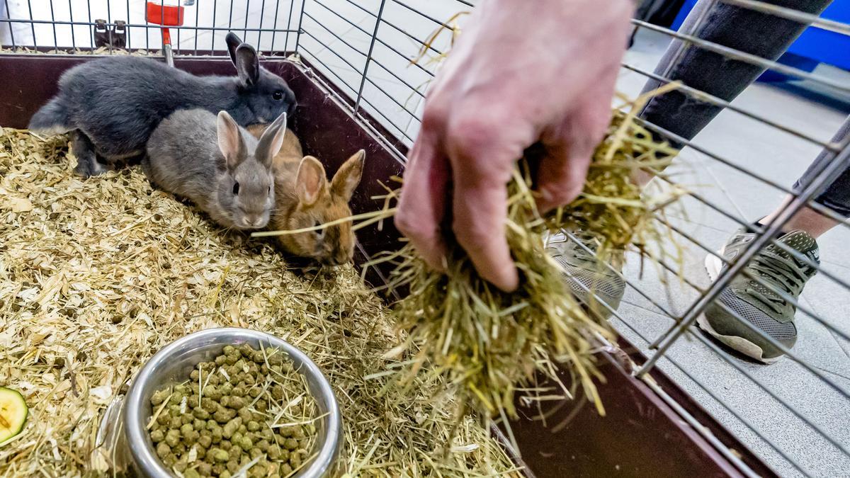 Los conejos se incluyen en la lista de animales que no se podrán tener según la nueva ley