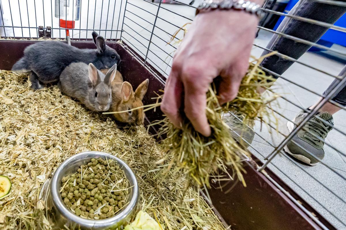 Los conejos se incluyen en la lista de animales que no se podrán tener.