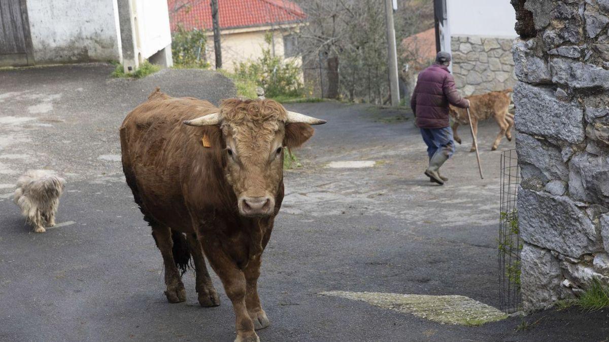 Una vaca por el medio de Suarías.