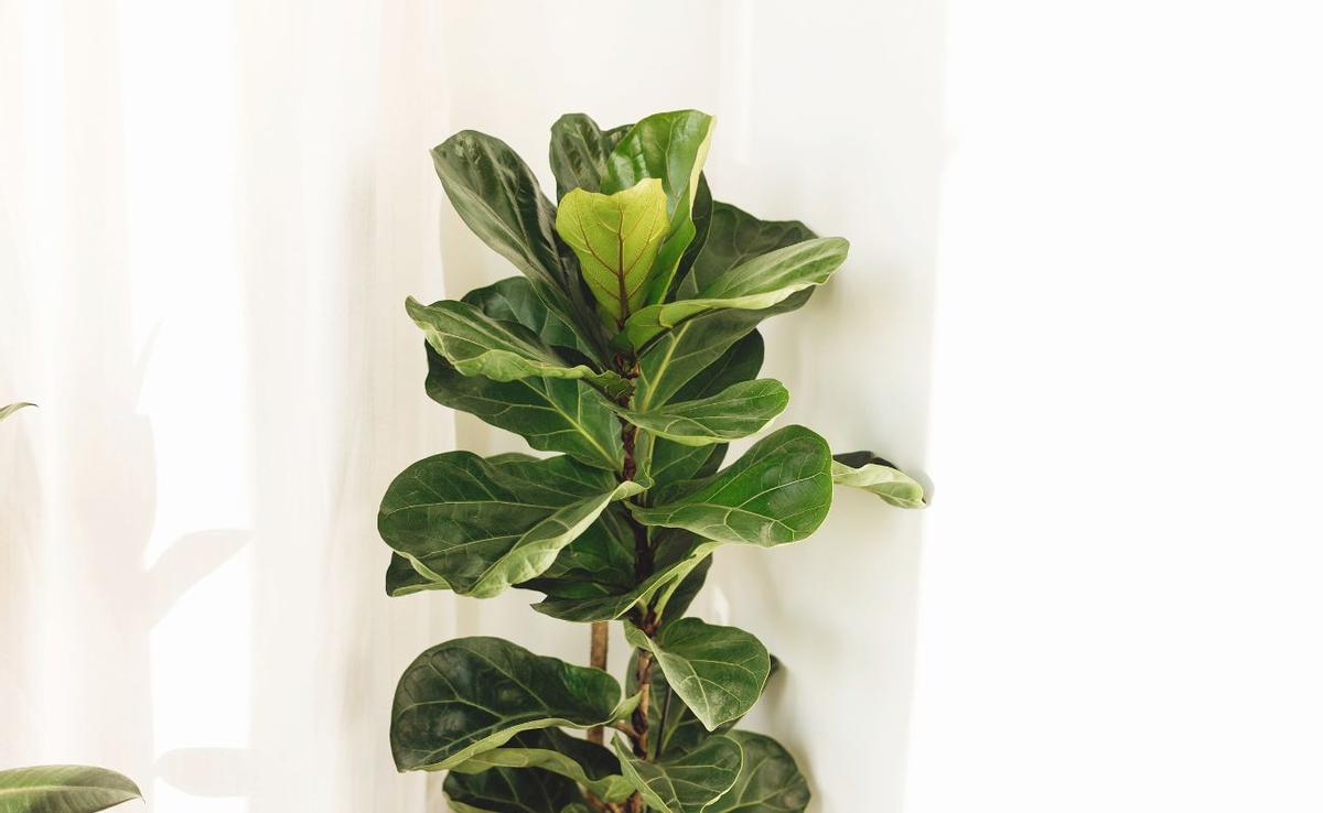 FICUS LYRATA | Los cuidados imprescindibles para que tu ficus lyrata luzca perfecta como planta de interior