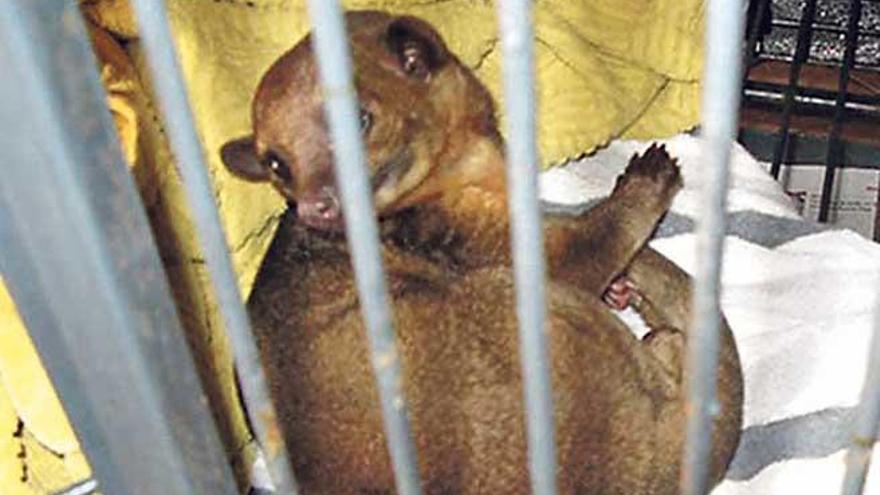 Decomisan once animales amenazados en un zoológico de s&#039;Aranjassa