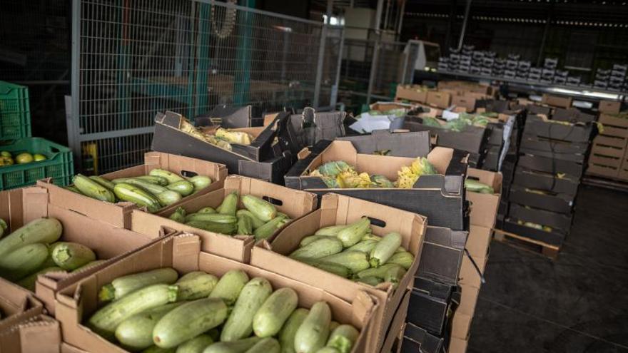 Agricultores tinerfeños tiran kilos de verdura a la basura por los excedentes de producción.