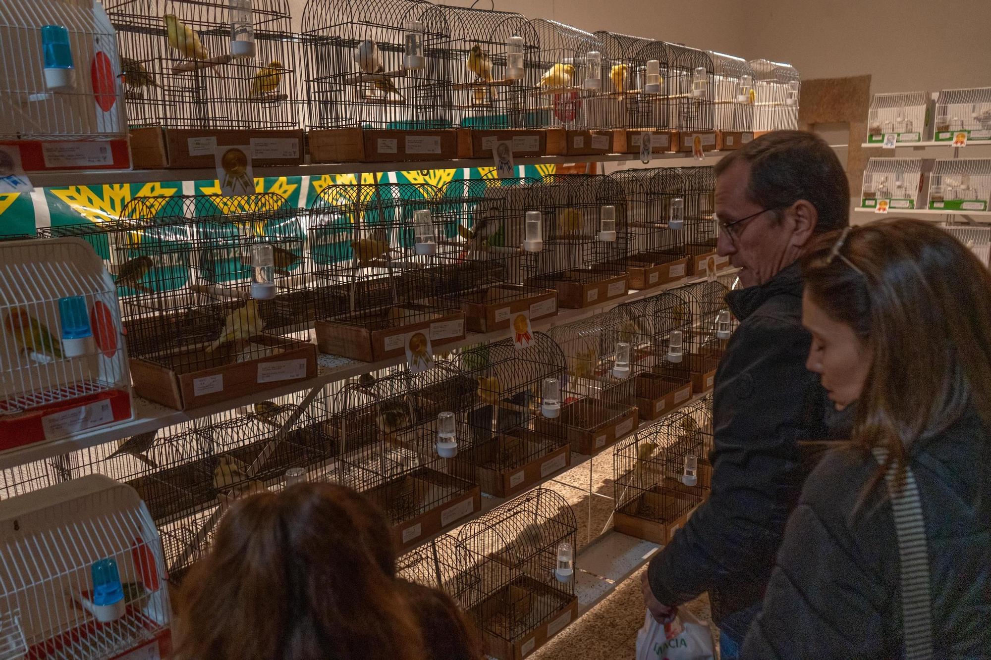 Pajaritos a gogó: más de 500 aves se exhiben en el concurso ornitológico de Zamora