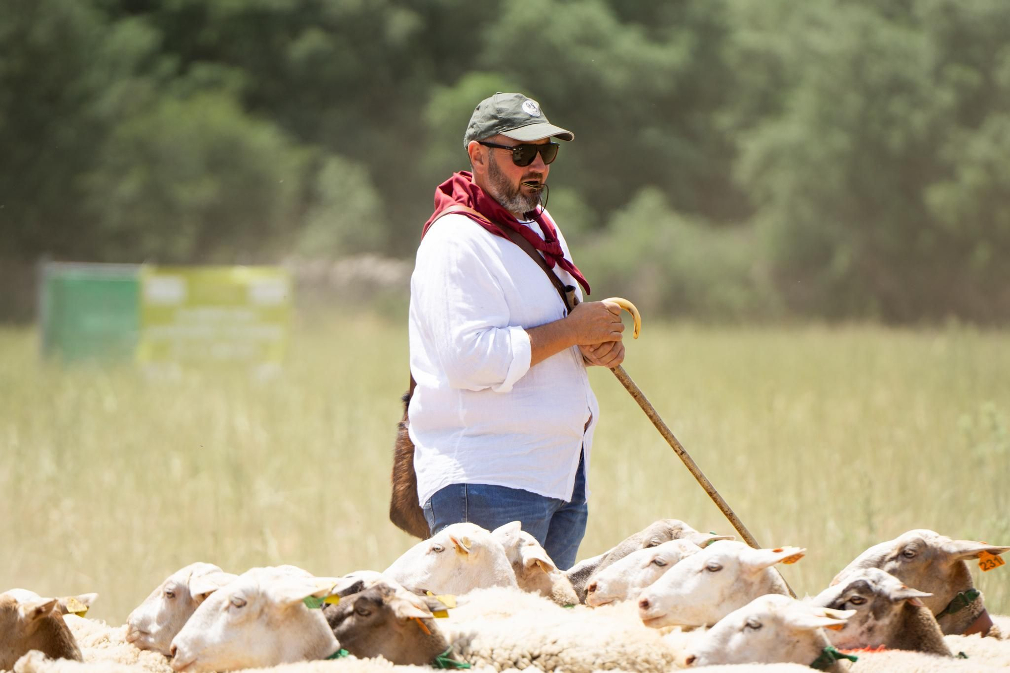 FOTOGALERÍA: Las imágenes del concurso de perros pastores de Ares del Maestrat