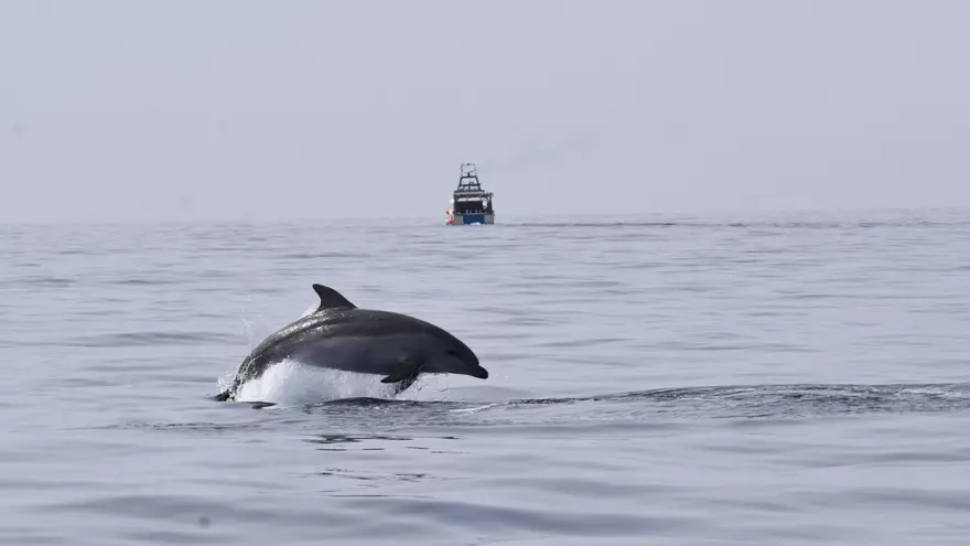 Dofins mulars alimentant-se en xarxes de pesca d'arrossegament