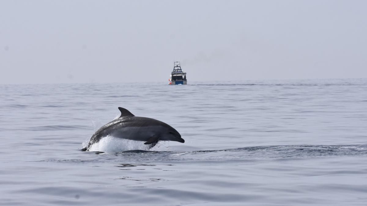 Un dofí mular darrere una barca d'arrossegament