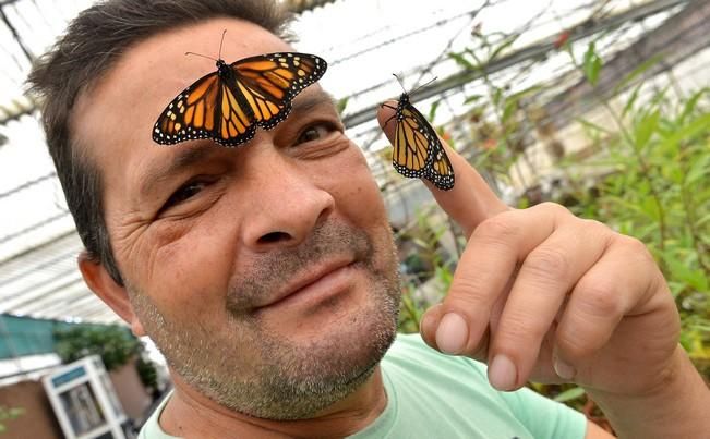 MARIPOSAS GRANJA