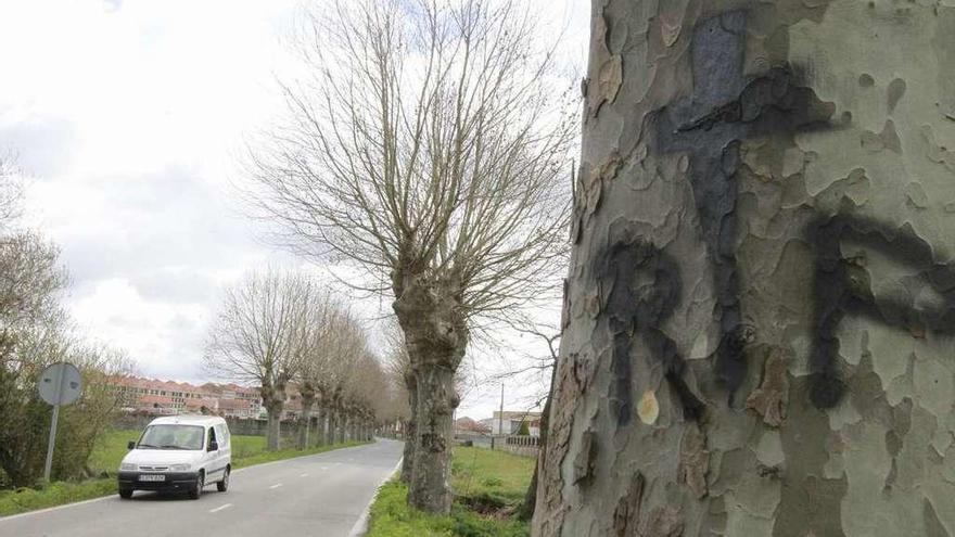 Pintadas contra la tala de árboles en la avenida de Celanova (Xinzo). // Jesús Regal