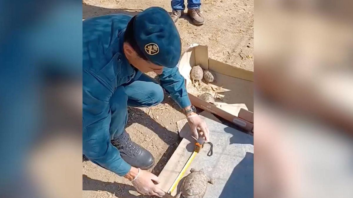 Imagen de las tortugas rescatadas