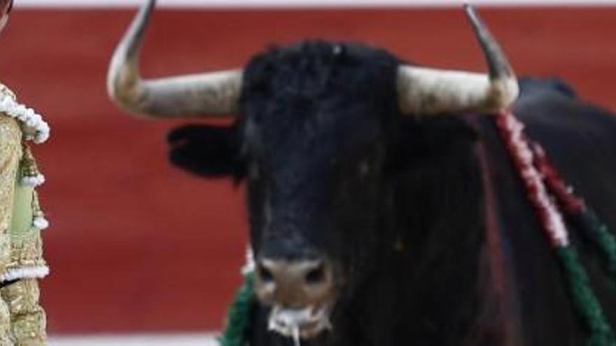 Sabies que quan un toro mata un torero se sacrifica a tota la seva família?