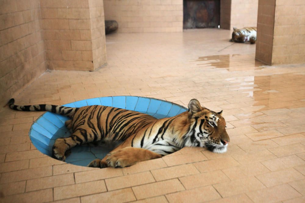 A tiger lays in a pool of water inside a cage at ...