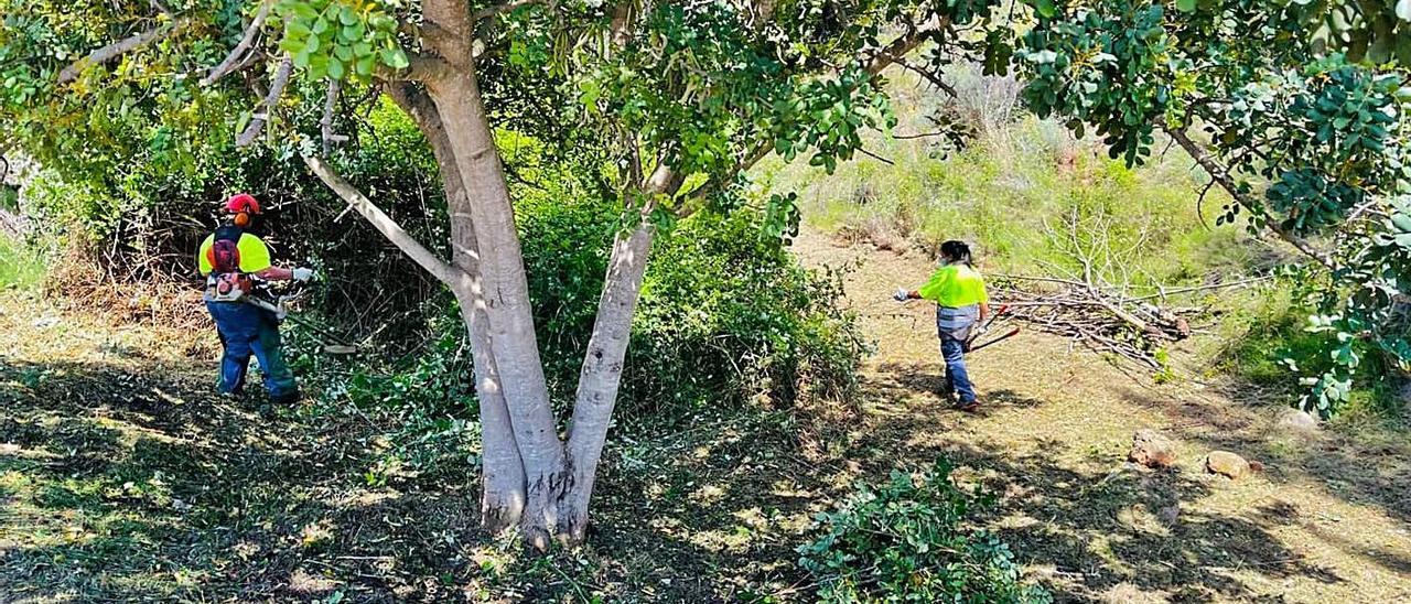 Unos operarios trabajan en Serra en la limpieza de los barrancos. | AYUNTAMIENTO DE SERRA