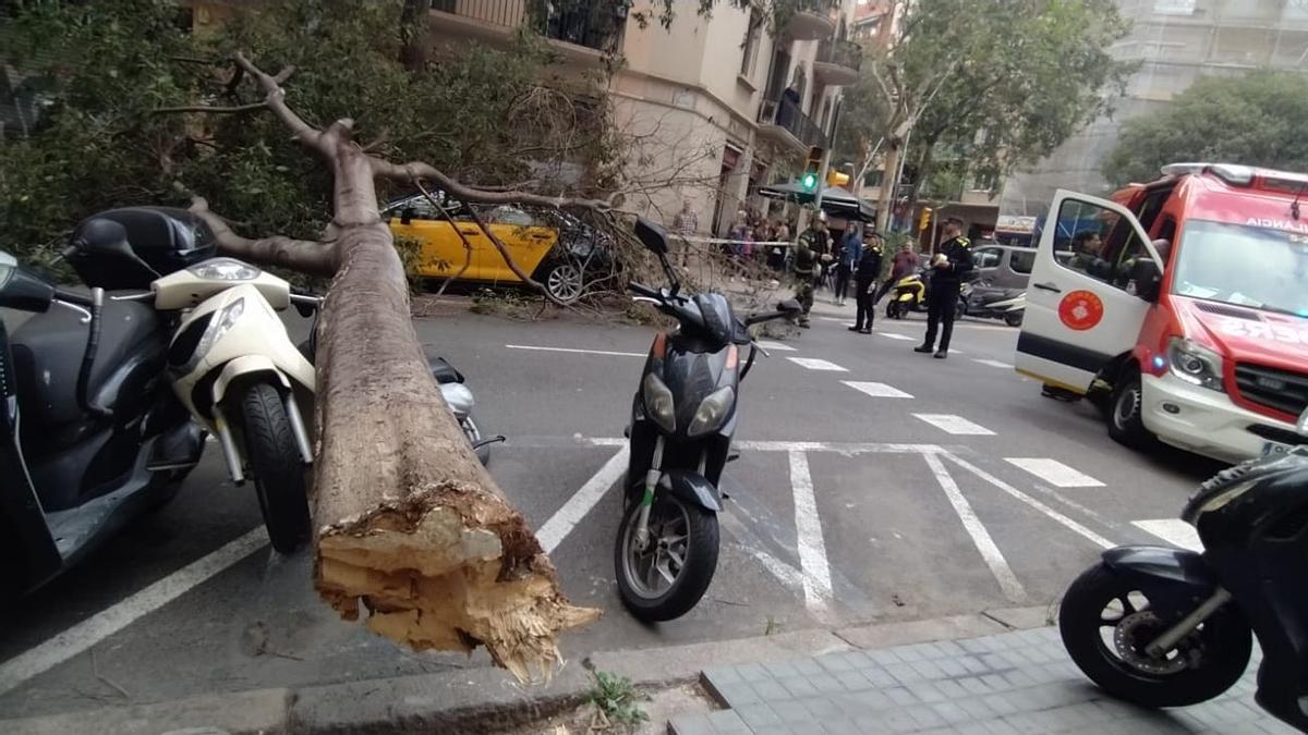 Cae un árbol en la calle Viladomat a la altura de Aragó impidiendo la circulación.