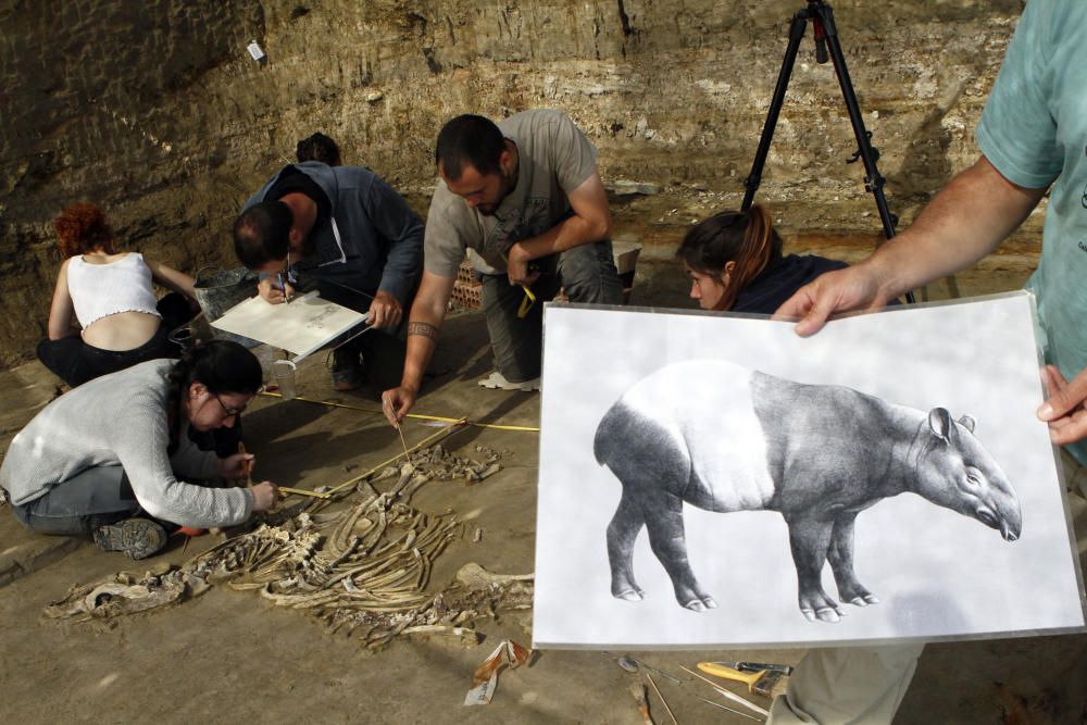 Desenterren un nou esquelet de tapir al Camp dels Ninots