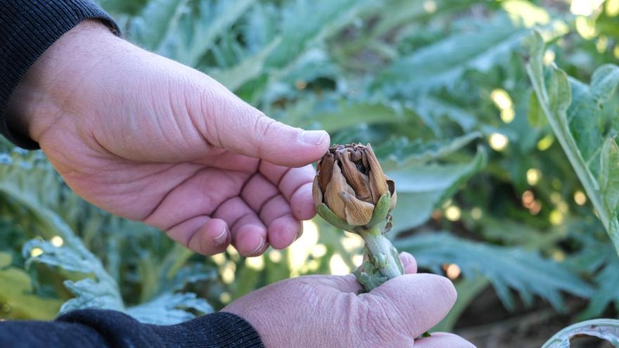 Asaja demana que les assegurances agràries cobreixin tota la collita de fruiters del 2024