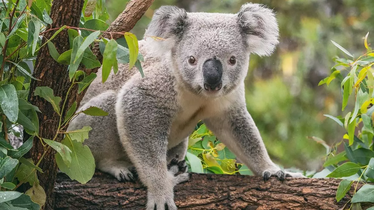 Matan a tiro limpio 750 koalas desde helicóptero en Australia: este es el motivo