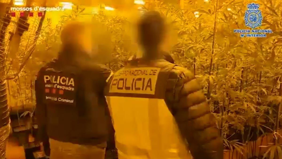 Una fàbrica xinesa de marihuana amagada en naus catalanes