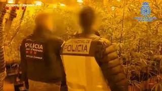 Desarticulada una red criminal china dedicada al tráfico internacional de marihuana