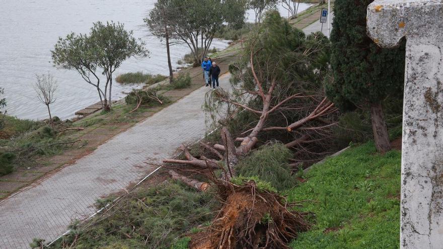 Muere un hombre de 92 años tras caerle un árbol encima en Córdoba