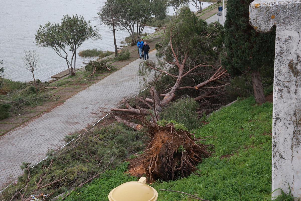 Restos de árboles caídos permanecen aún en el Paseo Juan Carlos I de Sevilla tras el tren de borrascas que ha azotado en las últimas semanas a la comunidad andaluza.