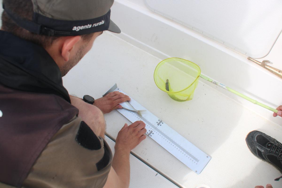 Un agent rural mesurant les captures d'uns pescadors