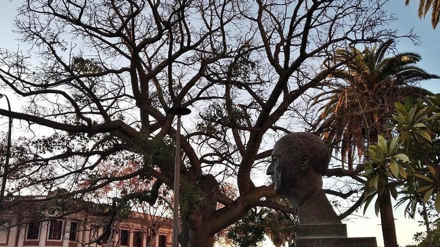 Al alba de un día invernal, el busto del poeta Alfonso Canales en los jardines que llevan su nombre parecen querer fundirse con las fastuosas ramas de la Chorisia insignis, rebautizada por los malagueños como ´el barrilito'.