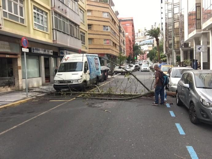 Un árbol cae en mitad de la calzada de la calle Cayetano de Lugo