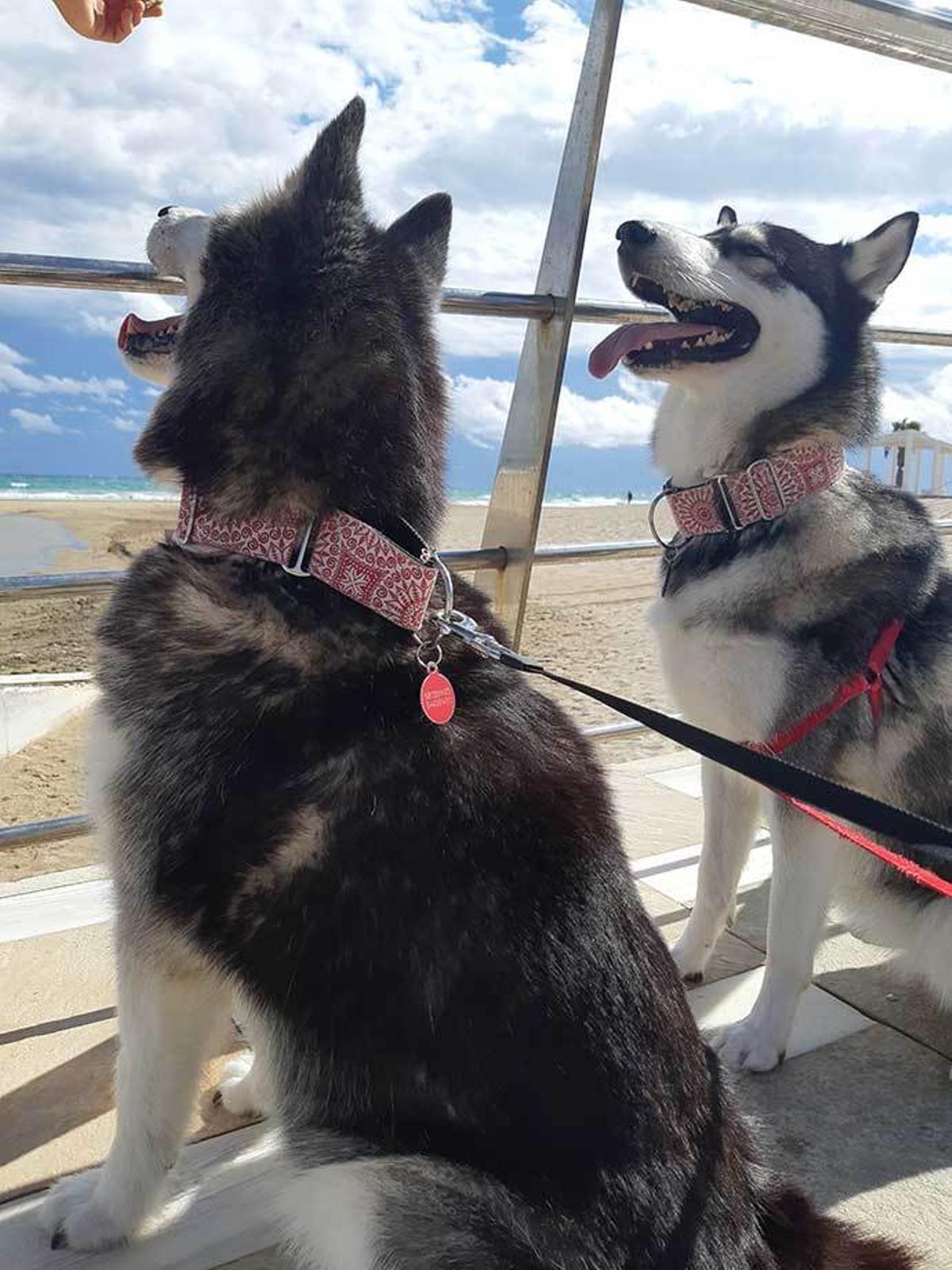 Los mejores lugares donde ir con tu perro en la provincia de Alicante