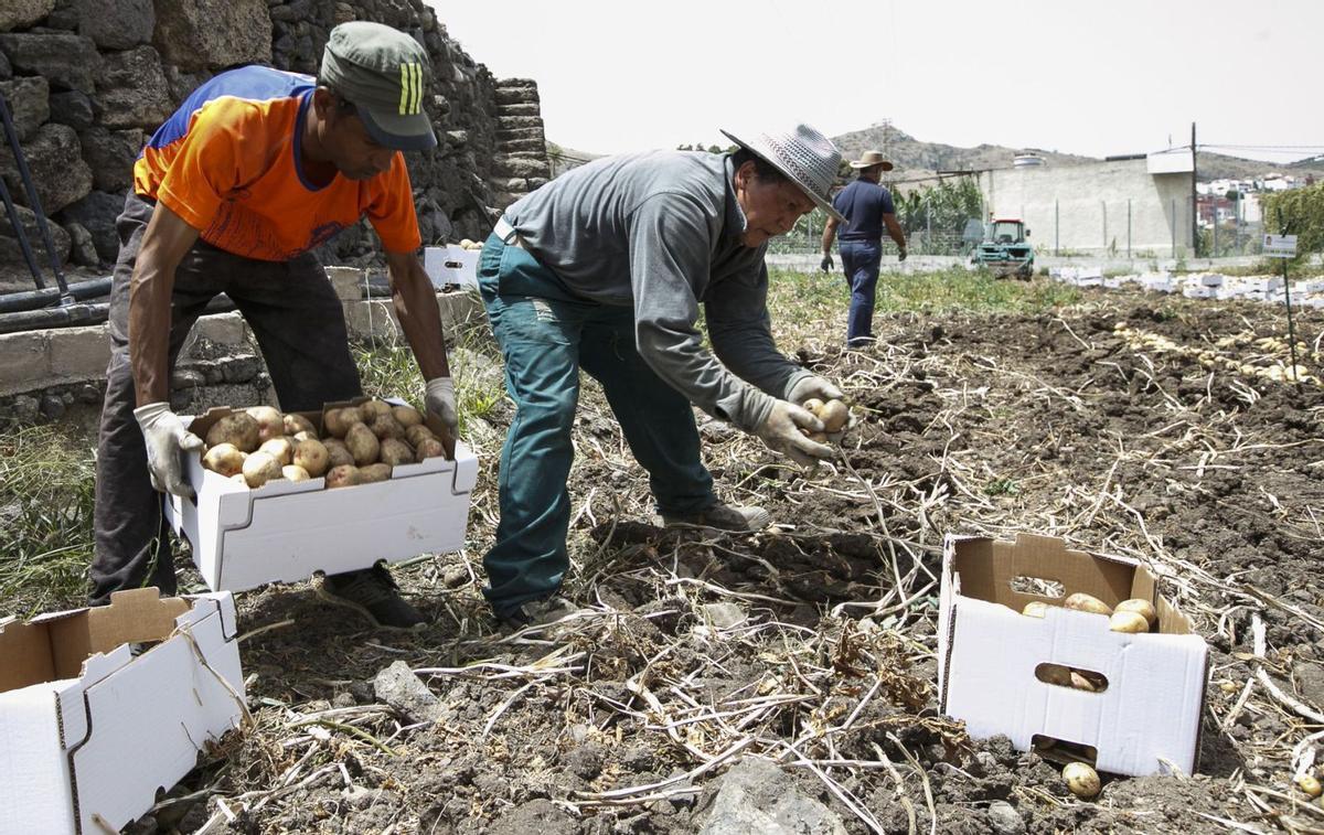 Recogida de papas en una finca de San Lorenzo, en Las Palmas de Gran Canaria.