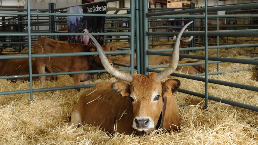 Vacas en el recinto ferial de Silleda.